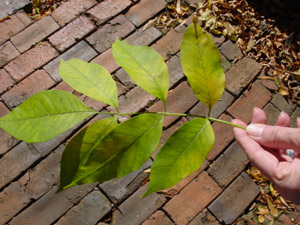 Green ash leaves